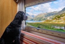 Camping mit Hund: Was Sie Vorher Wissen Sollten