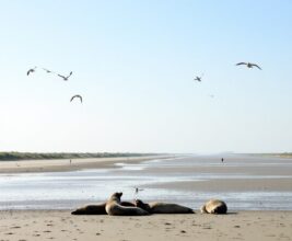 Die besten Sehenswürdigkeiten in Cuxhaven und Umland