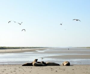 Die besten Sehenswürdigkeiten in Cuxhaven und Umland